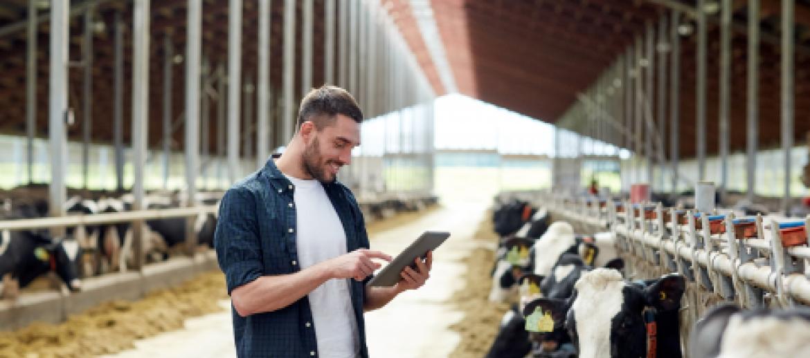 Young male farmer in milking shed looking at Ipad