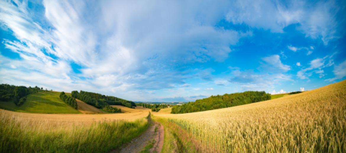 Undulating Farmland fields