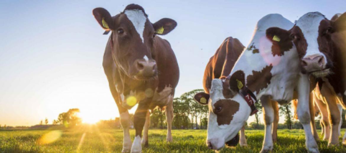 Cows Grazing