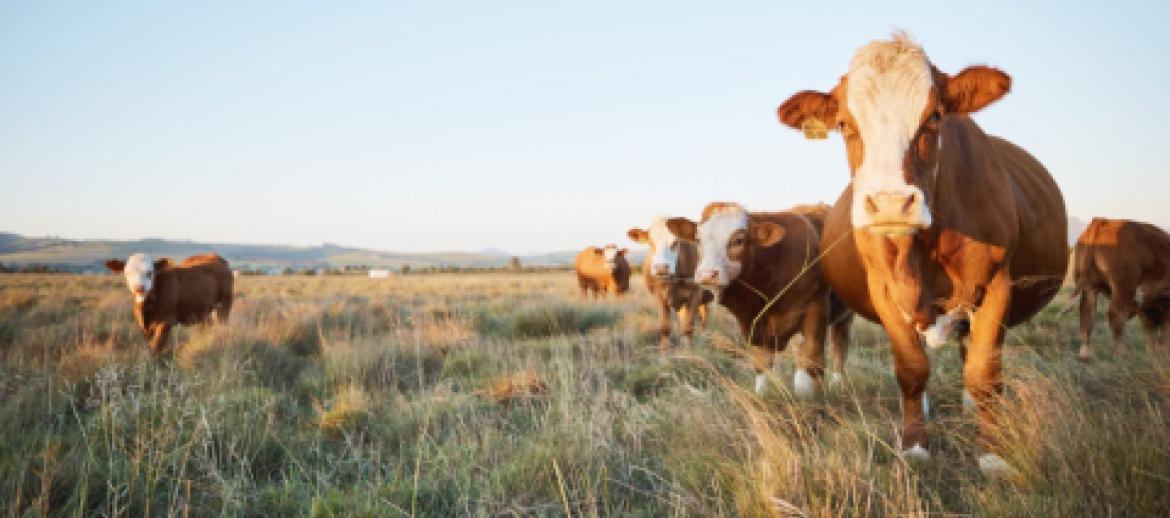 cows in a field
