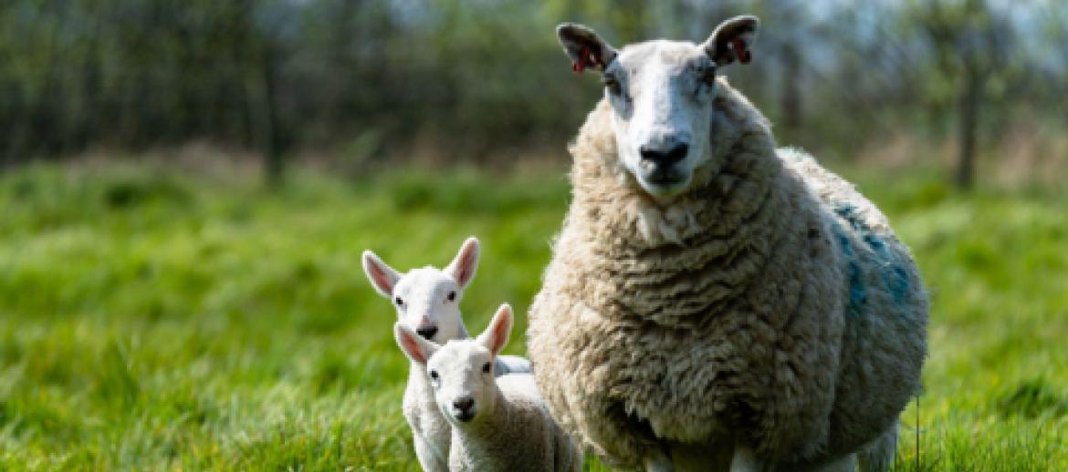 Lambs in a field