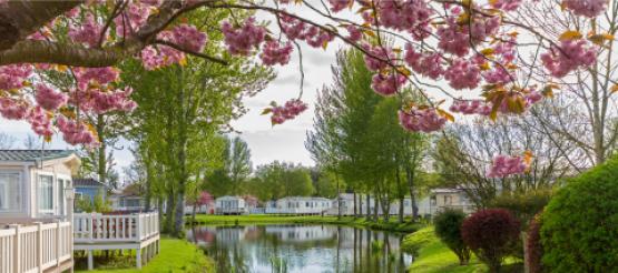 Caravan park with tree in blossom