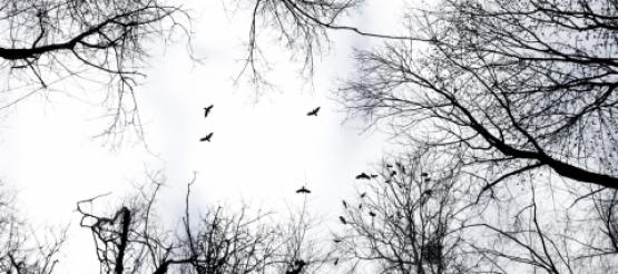 Birds flying in the sky