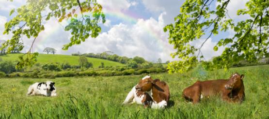 Cows in field with rainbow