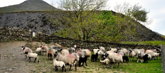 Farm land with sheep