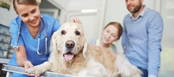 Dog at vets surgery