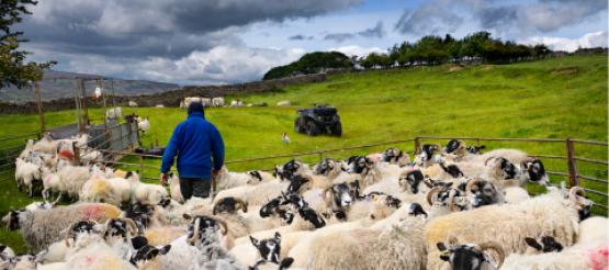 Farmer with sheep