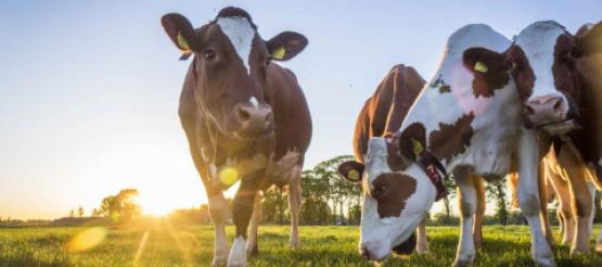 Cows Grazing