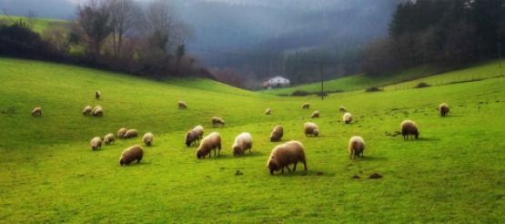 Sheep grazing exit scheme