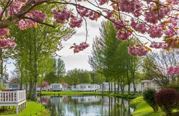 Caravan park with tree in blossom