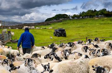 Farmer with sheep