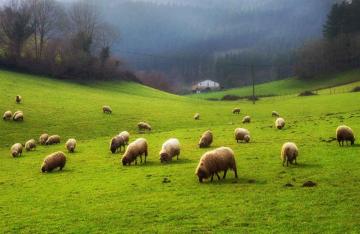 Sheep grazing exit scheme