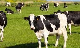 cows in a field