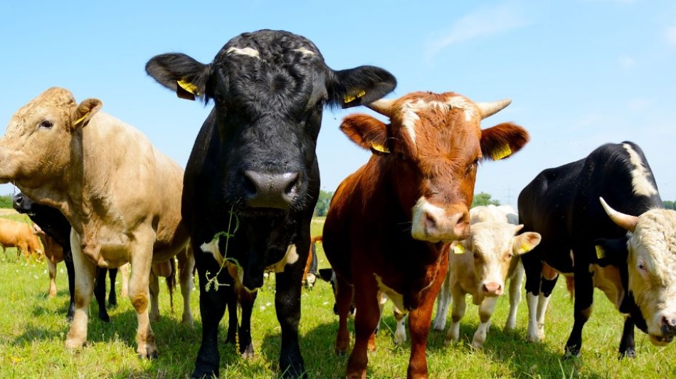 cows in a field