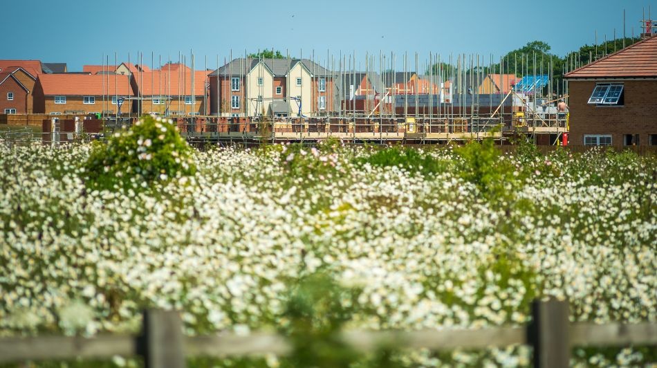 New housing development under construction behind a wildflower meadow and wooden fence