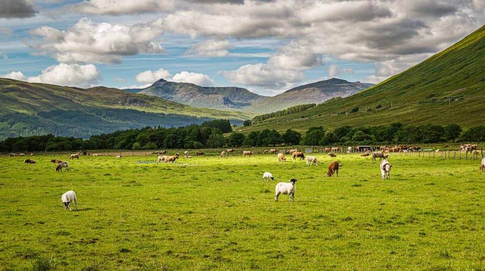 Rolling green farmland in Scottish Highlands with grazing sheep and cattle beneath cloudy skies and distant hills