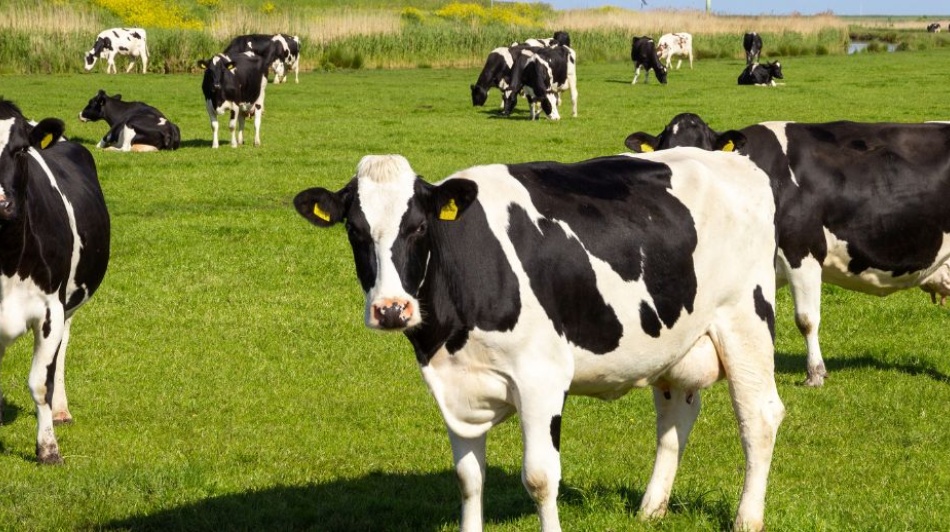 Holstein dairy cows grazing in a green pasture on a working farm.