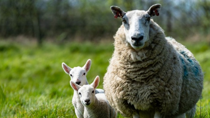 Lambs in a field