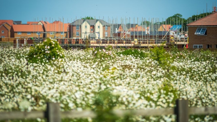 New housing development under construction behind a wildflower meadow and wooden fence
