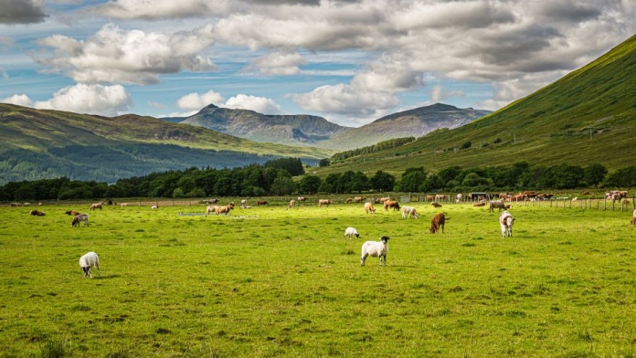 Rolling green farmland in Scottish Highlands with grazing sheep and cattle beneath cloudy skies and distant hills