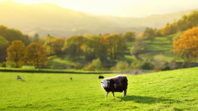 Sheep standing in a sunlit green pasture with rolling autumn countryside and trees in the background.