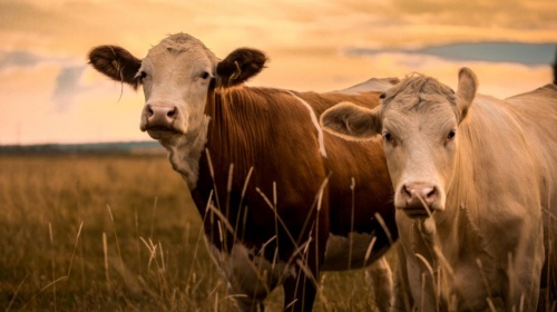 Two cows standing in a grassy field at sunset, facing the camera.