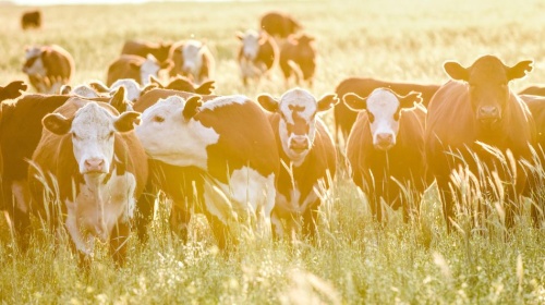 Cows grazing in field of long grass. 