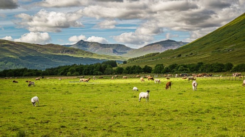 Rolling green farmland in Scottish Highlands with grazing sheep and cattle beneath cloudy skies and distant hills