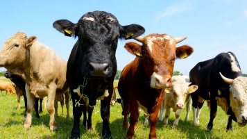 cows in a field