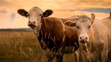 Two cows standing in a grassy field at sunset, facing the camera.