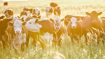 Cows grazing in field of long grass. 