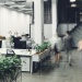 people walking through an office