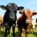 cows in a field