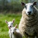 Lambs in a field