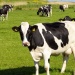 cows in a field