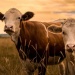 Two cows standing in a grassy field at sunset, facing the camera.