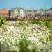New housing development under construction behind a wildflower meadow and wooden fence