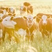 Cows grazing in field of long grass. 