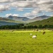 Rolling green farmland in Scottish Highlands with grazing sheep and cattle beneath cloudy skies and distant hills