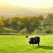 Sheep standing in a sunlit green pasture with rolling autumn countryside and trees in the background.